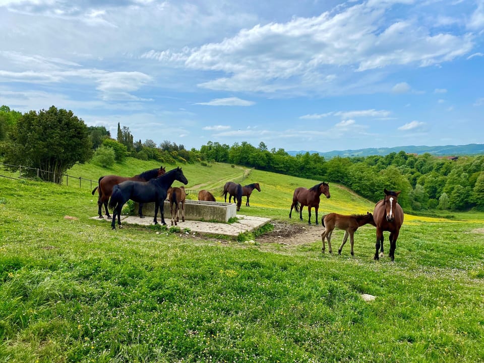 Horseback riding