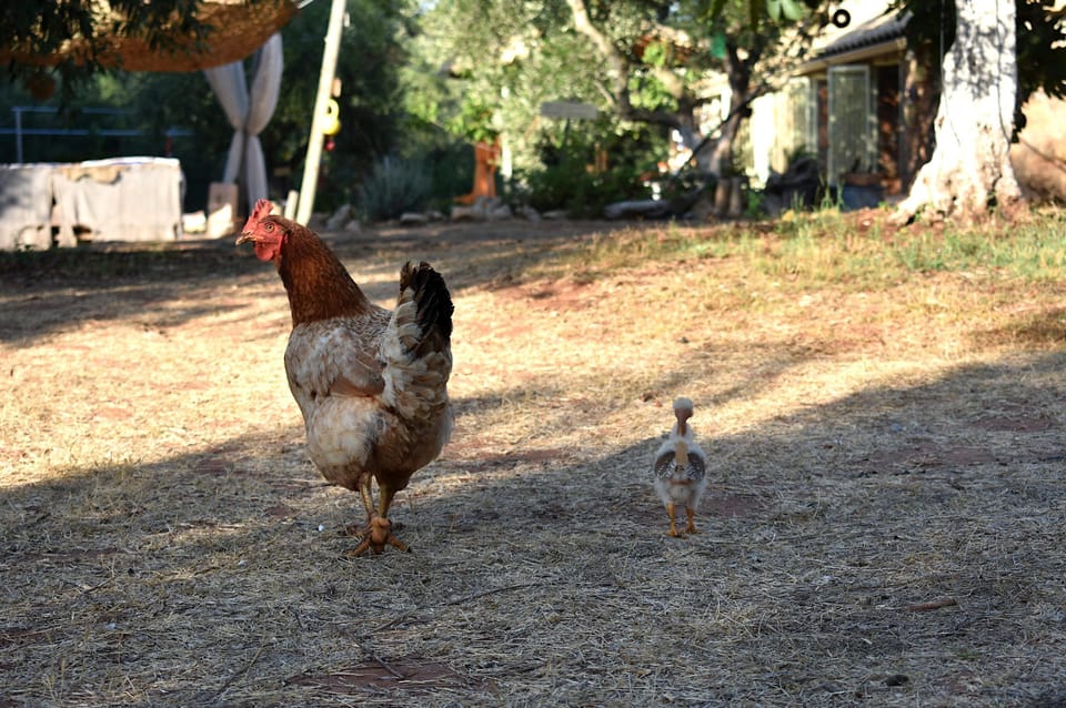 Cottage | Miscellaneous