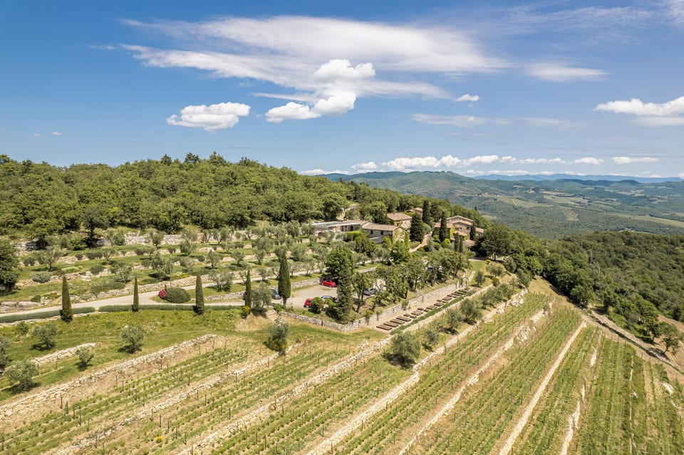 Vineyard