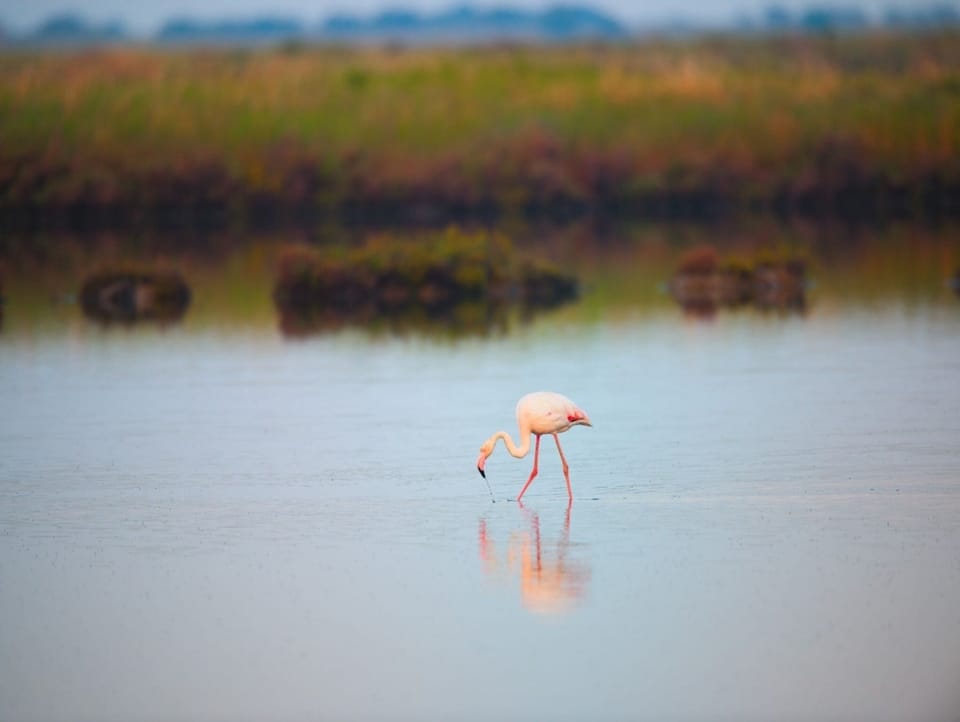 Apartment, 1 Bedroom, Balcony | Miscellaneous