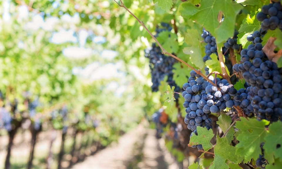 Vineyard