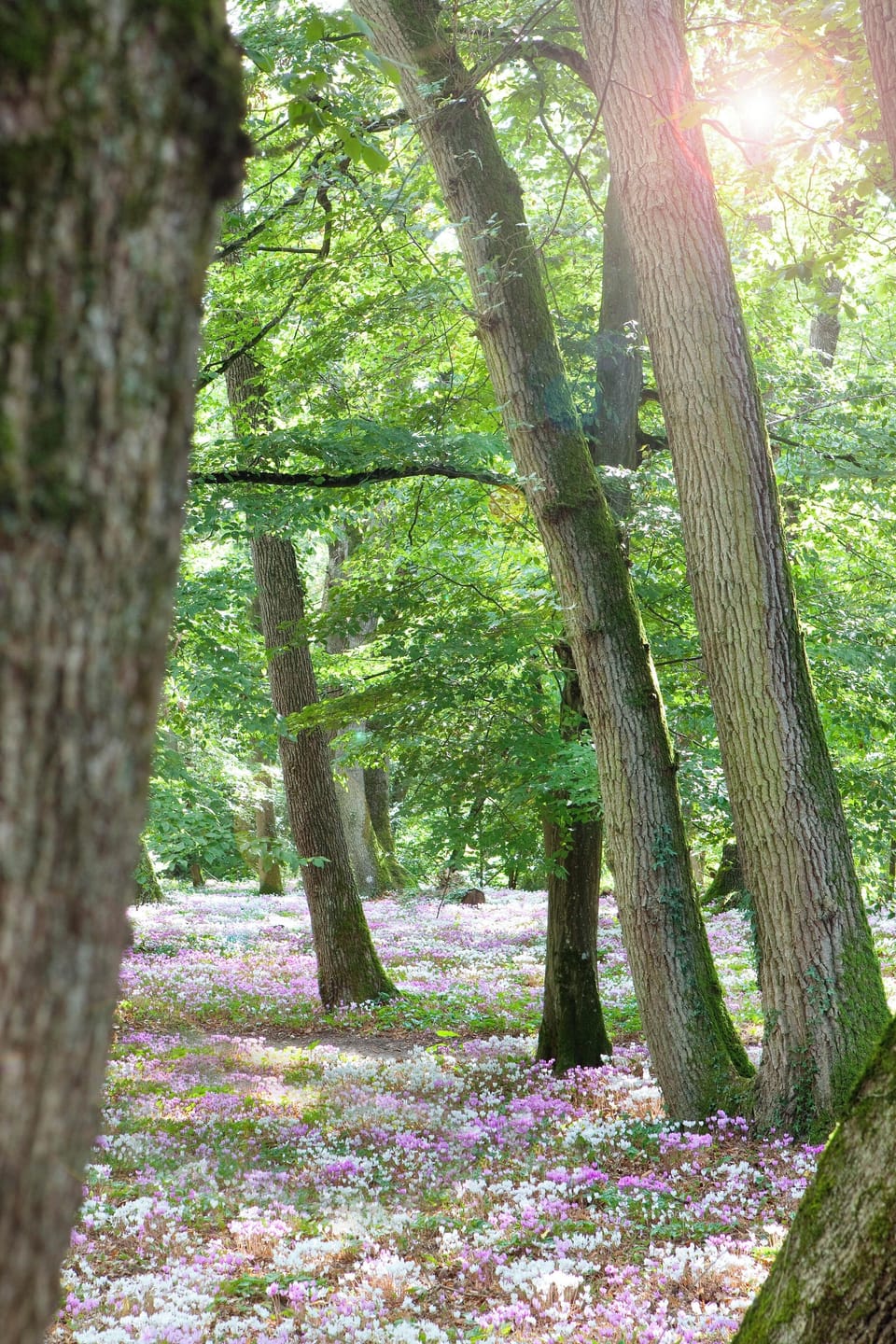 Deluxe Suite | Garden view