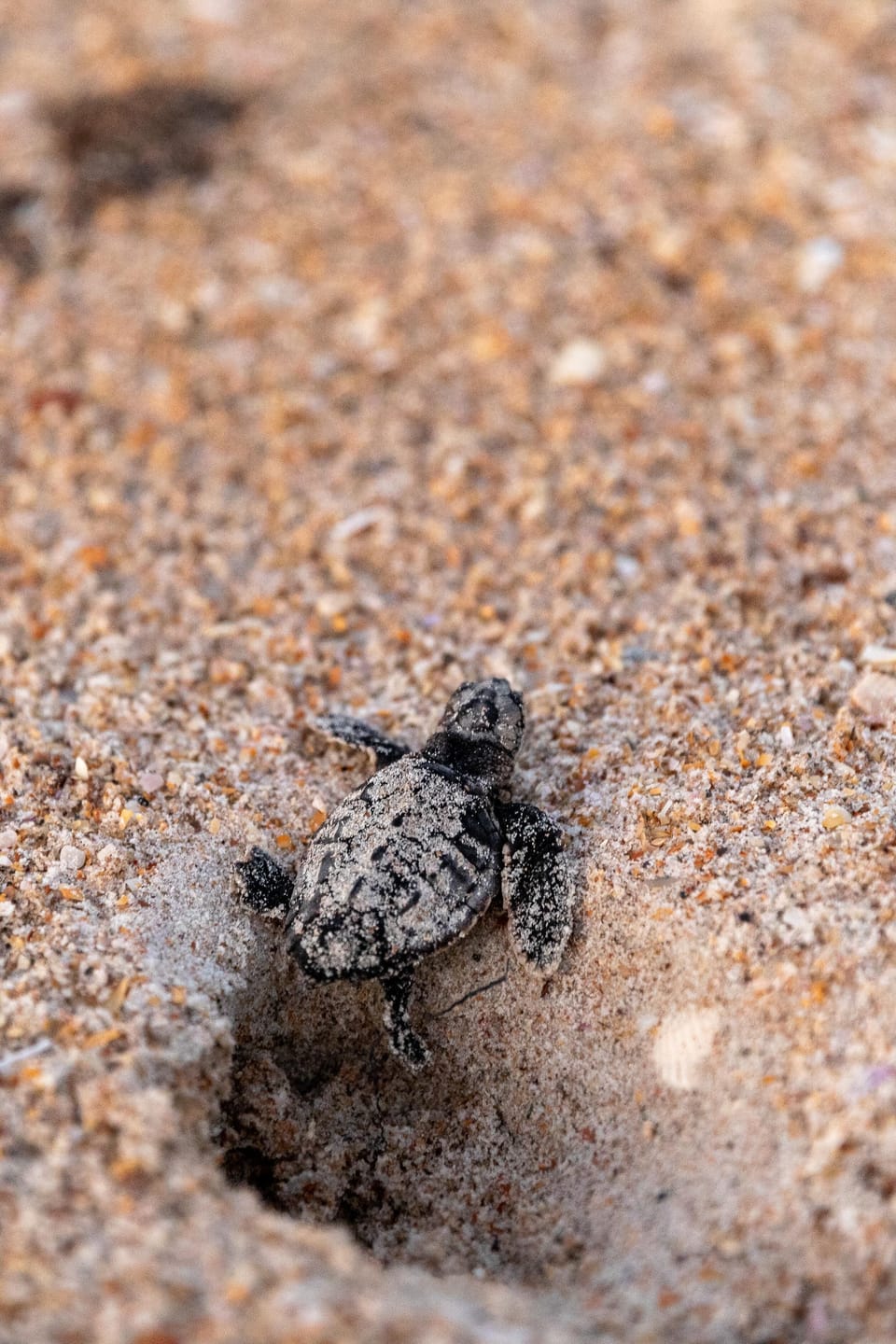 House, Multiple Beds (Sea Dunes Green Turtle A3) | Miscellaneous