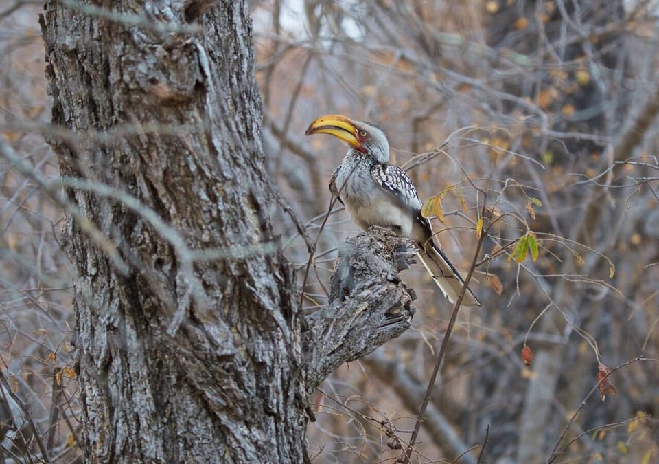 Game drive