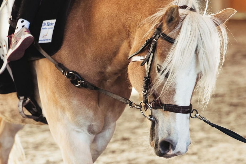 Horseback riding