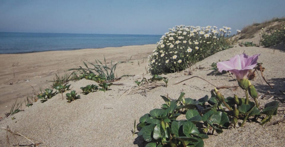 House | Beach