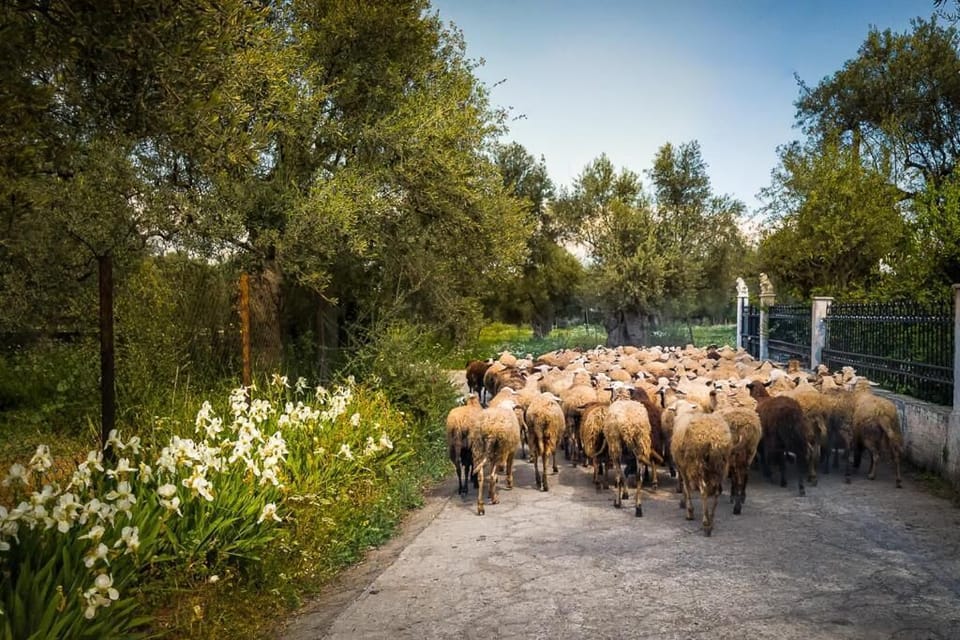 Taleton Eco Guesthouse Hotel in Peloponnese Region