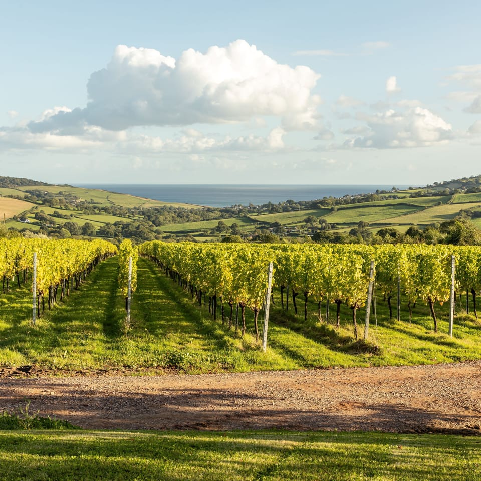 Vineyard