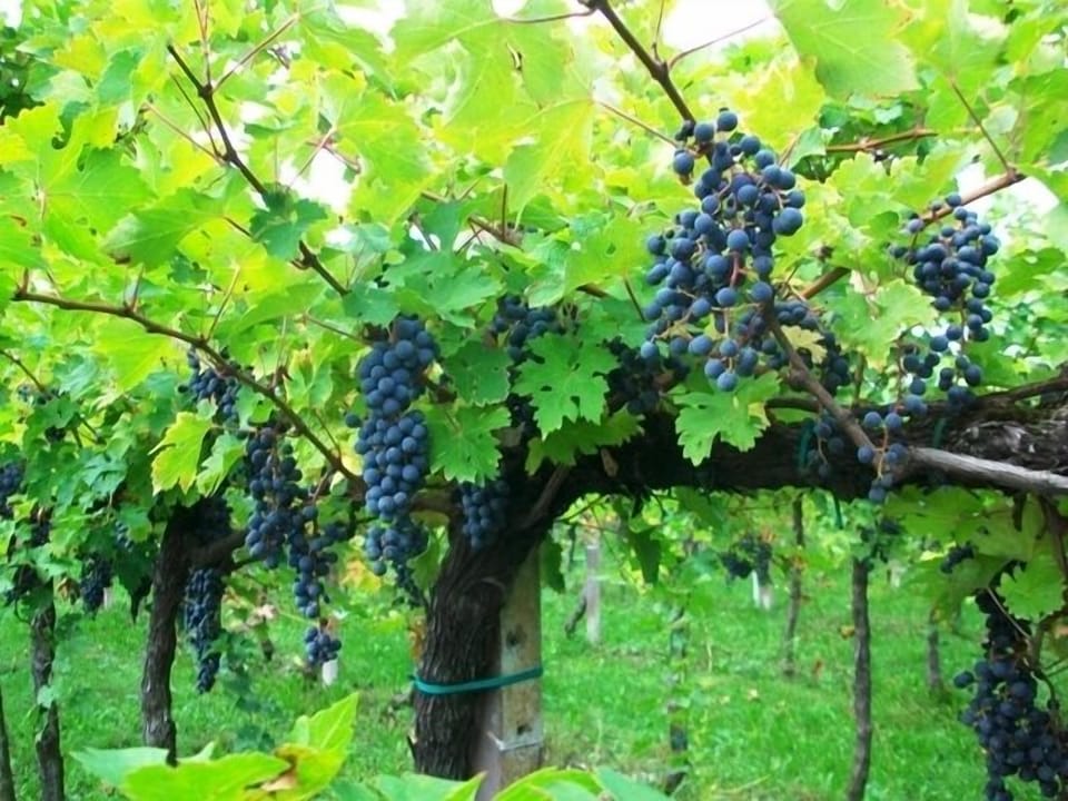 Vineyard
