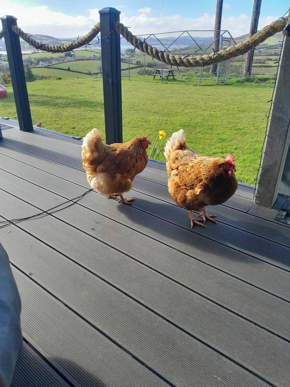 Cabin, 2 Bedrooms, Balcony, Garden View | View from property