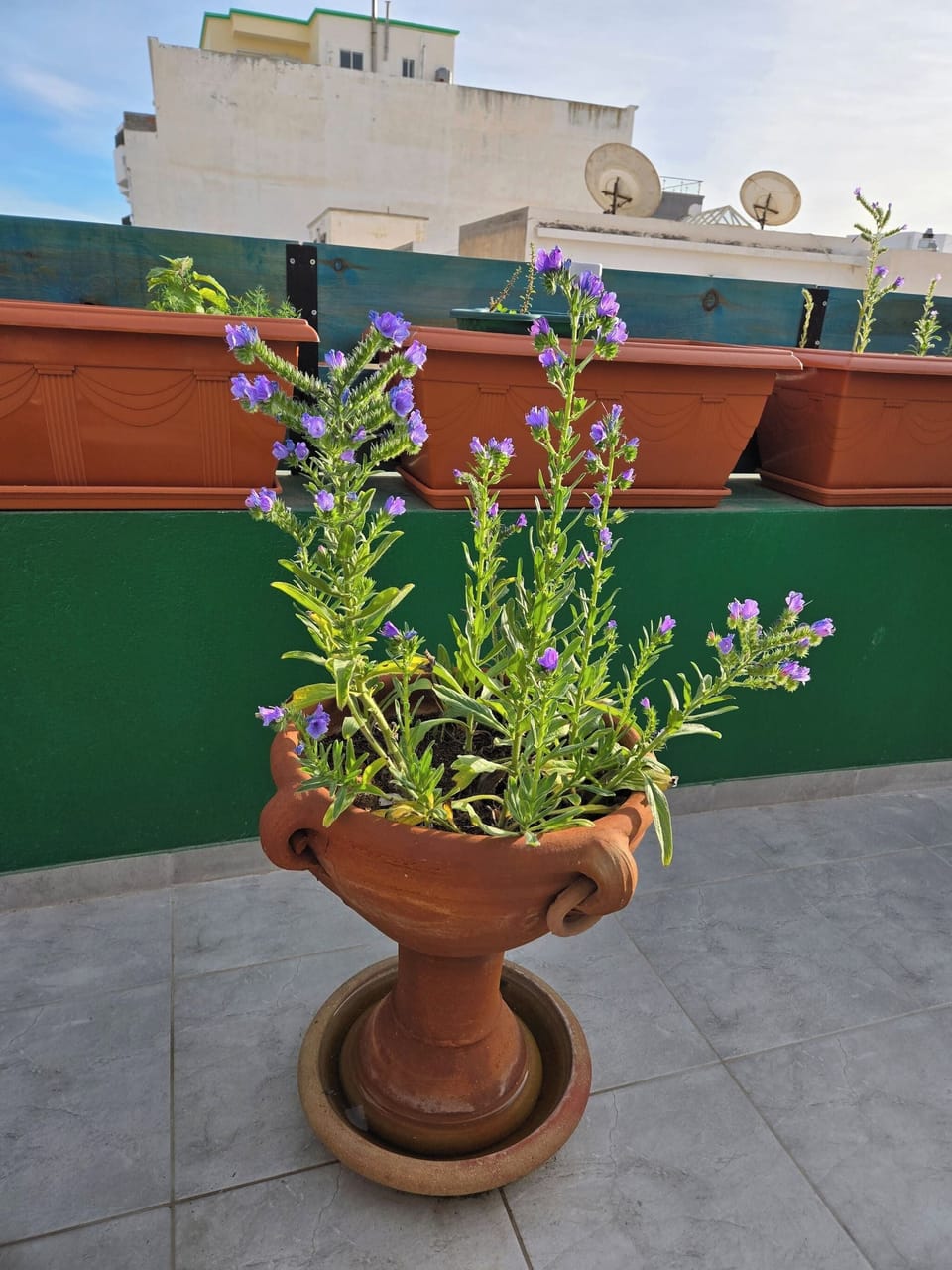 Apartment, 2 Bedrooms, Terrace | Property grounds
