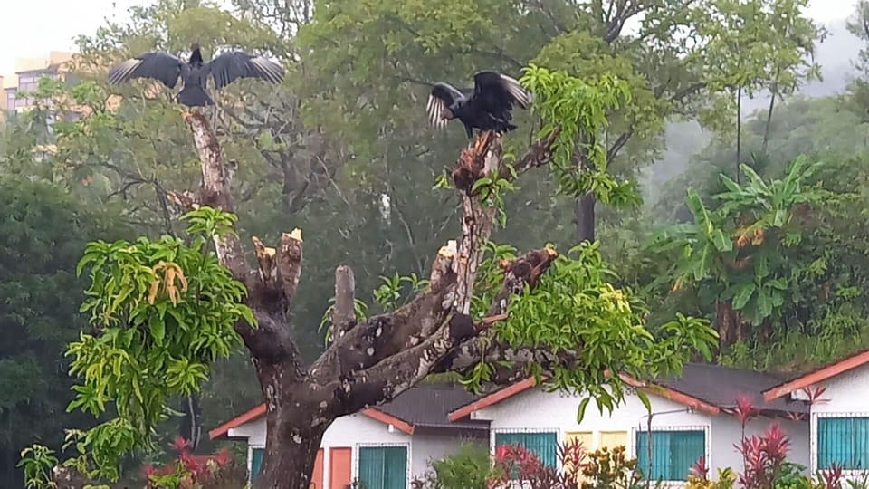 Game viewing