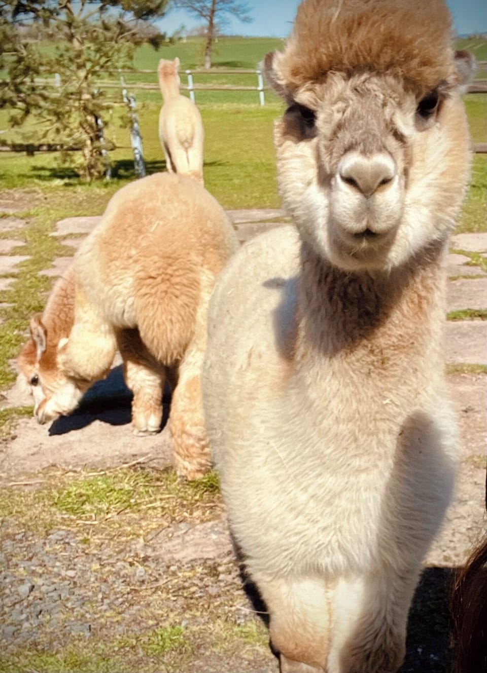 Miscellaneous