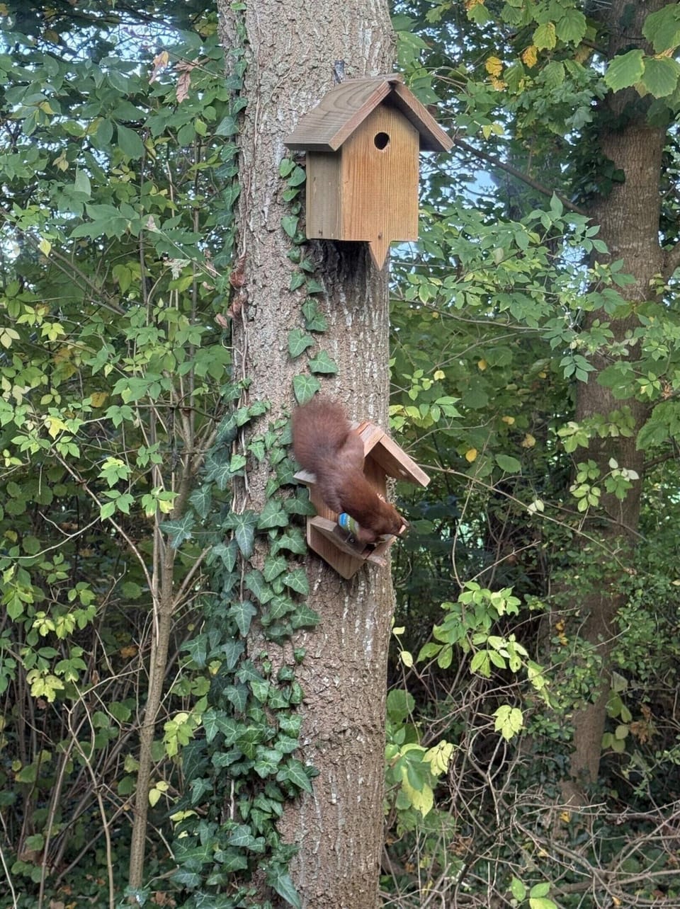Chalet | Interior detail