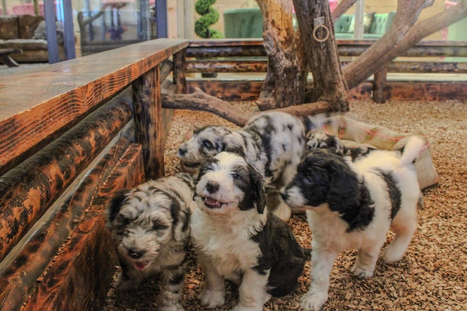 Sheepy Lodge - Puppy Lounge Arcades Games Room Apartment in West Lindsey District