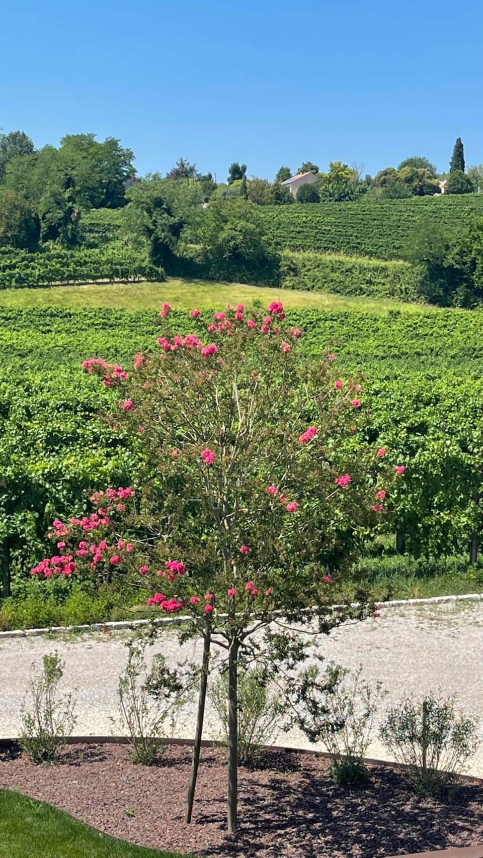 Standard Double Room, Vineyard View | Minibar, in-room safe, WiFi (free), bed sheets
