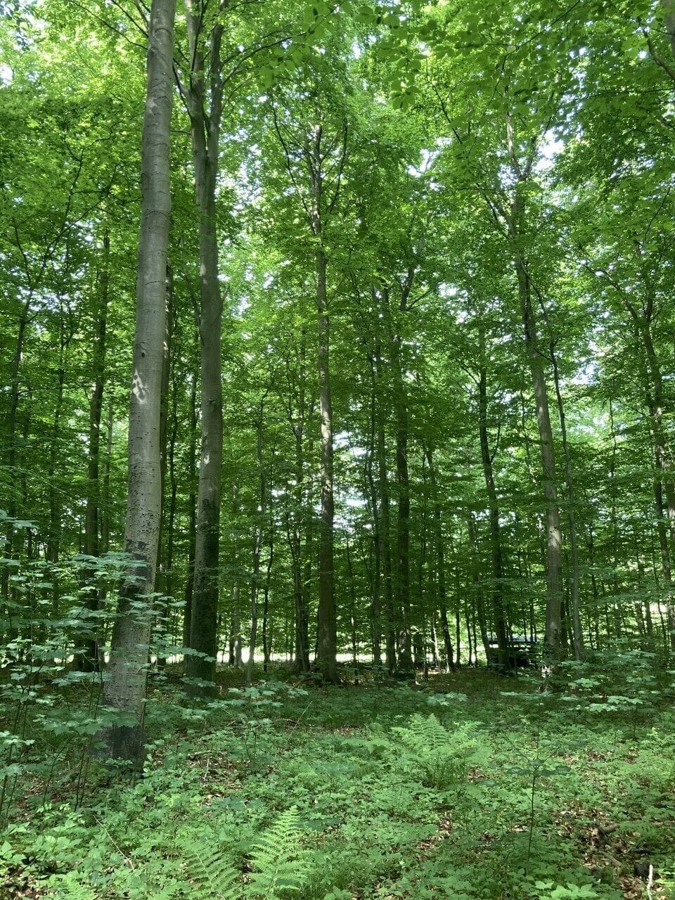 Hiking