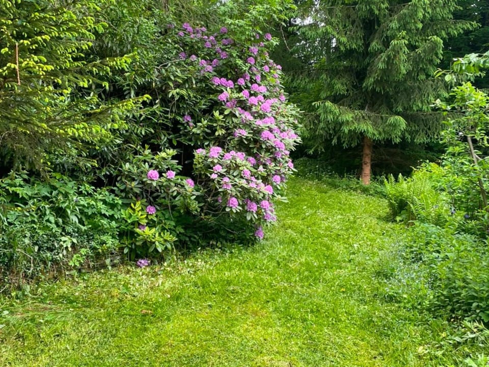 Apartment | Garden