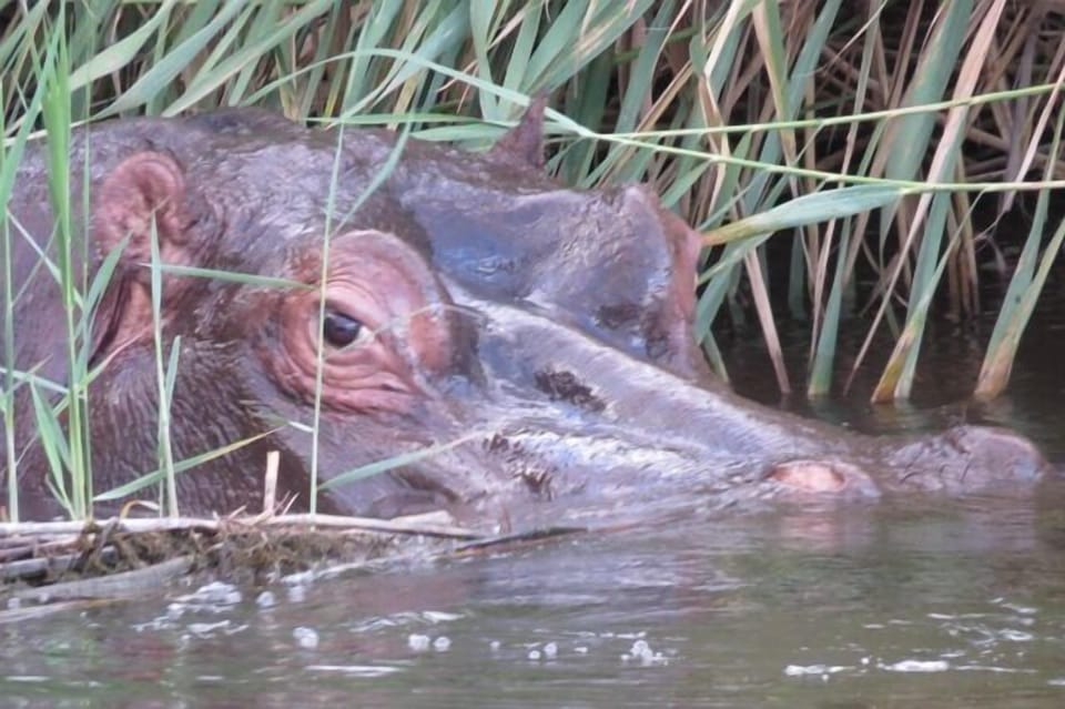 Game viewing
