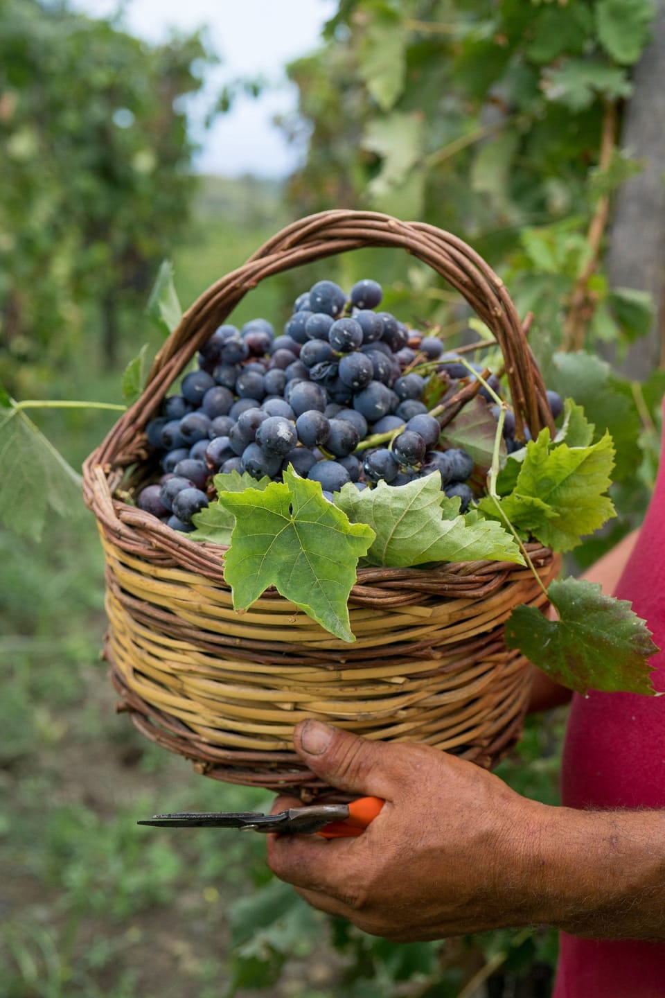 Winery
