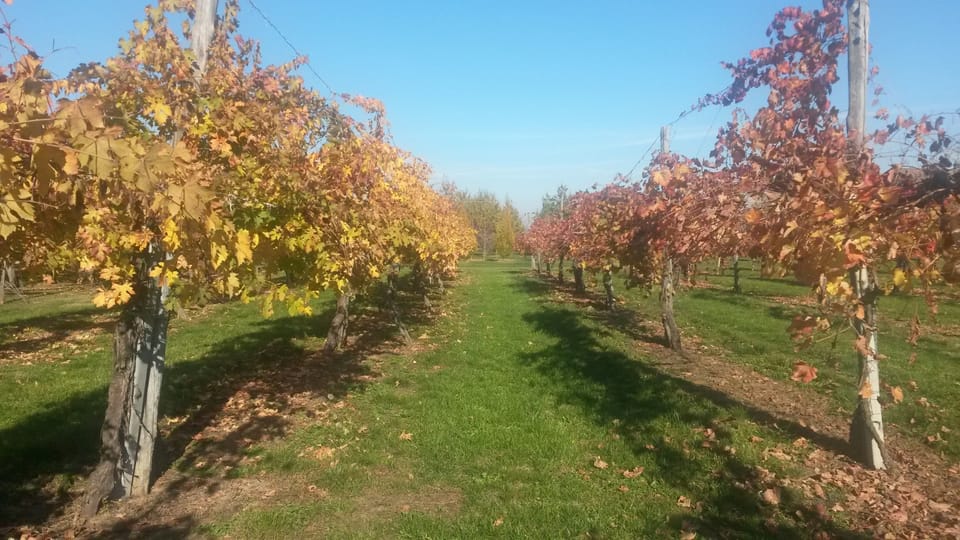 Vineyard