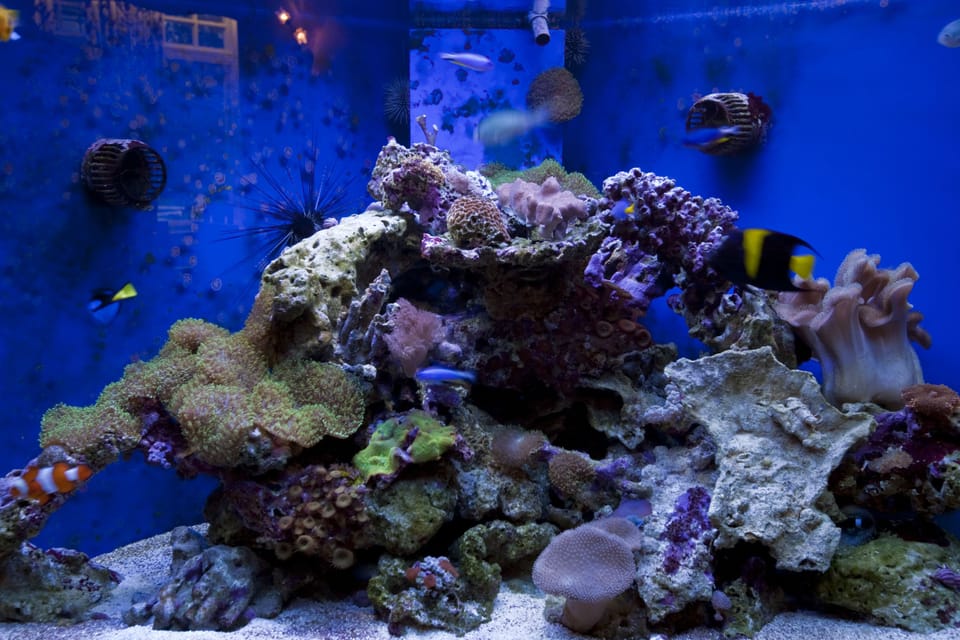 Free daily full breakfast