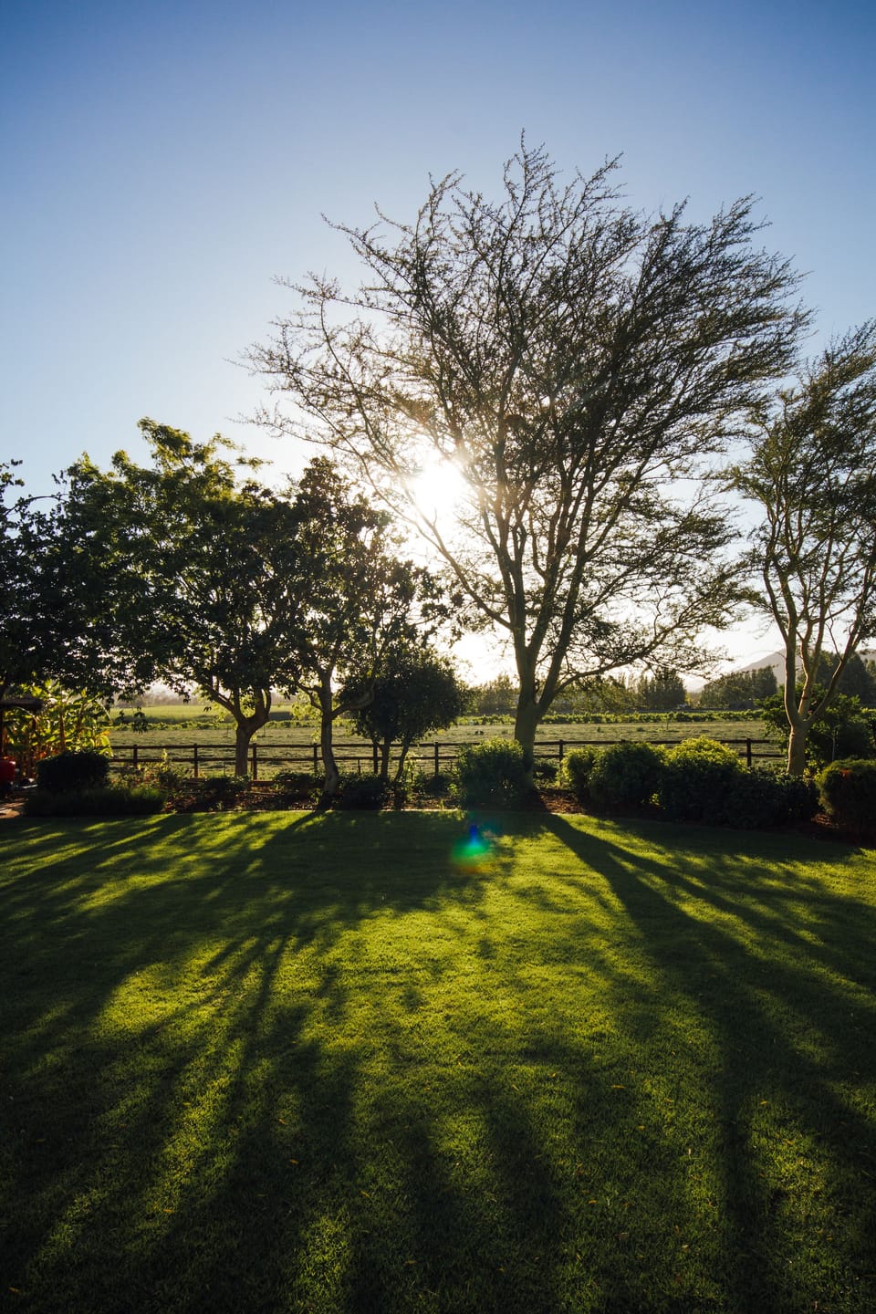 Garden