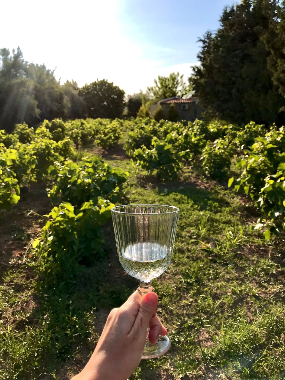 Vineyard