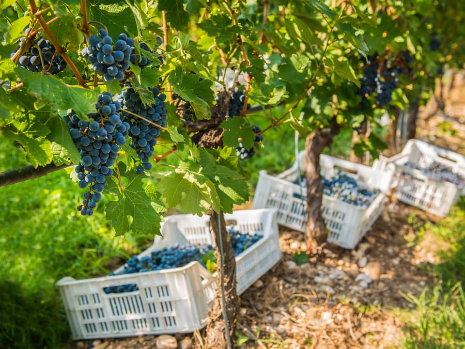 Winery