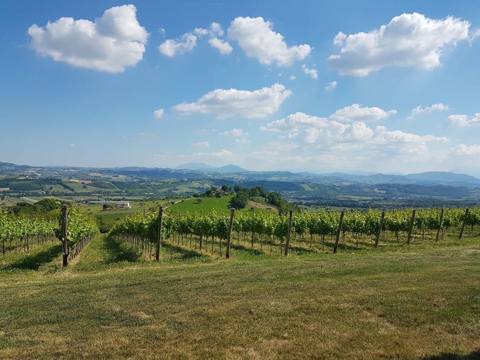 Vineyard