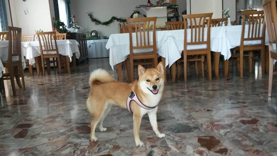 Pet-friendly