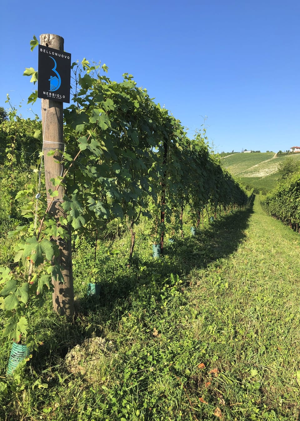 Vineyard view