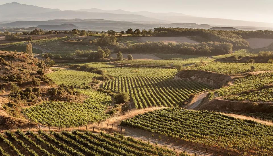 Vineyard