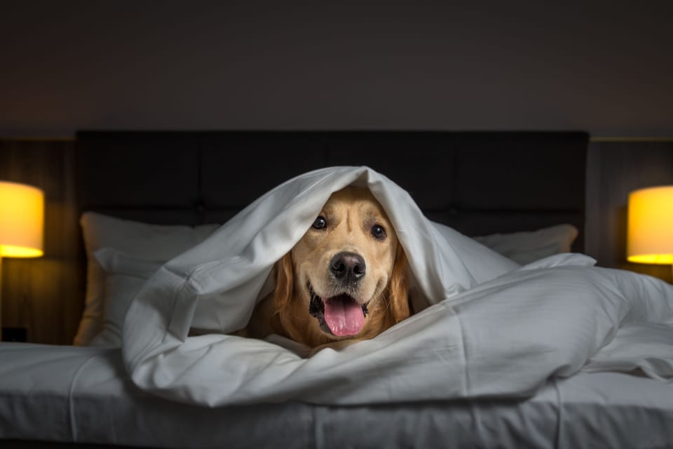 Pet-friendly