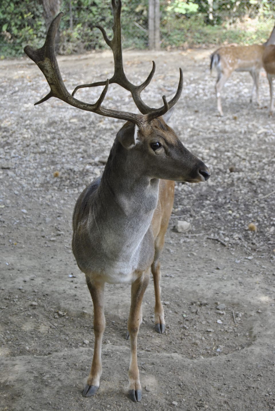 Game viewing