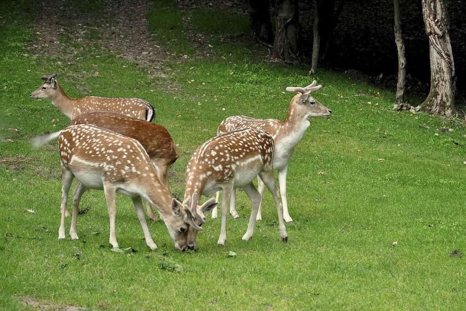 Game viewing