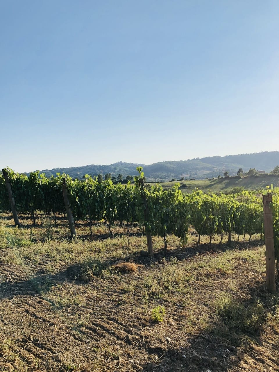 Vineyard