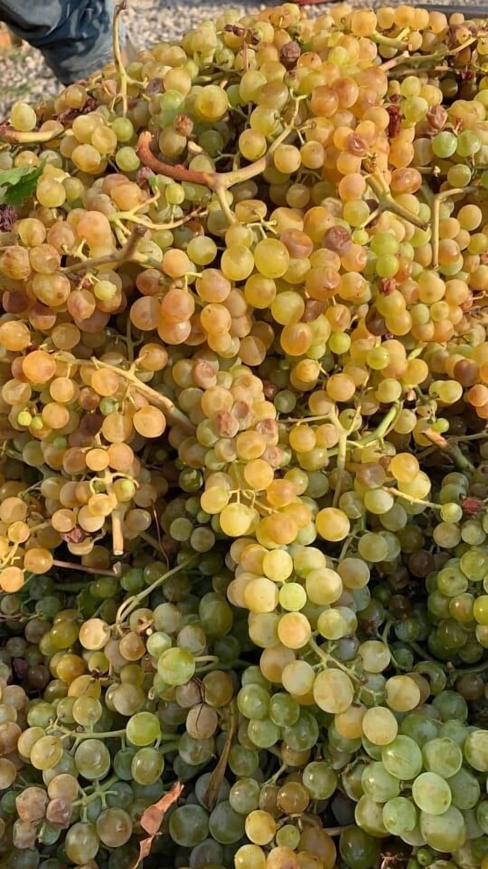Vineyard
