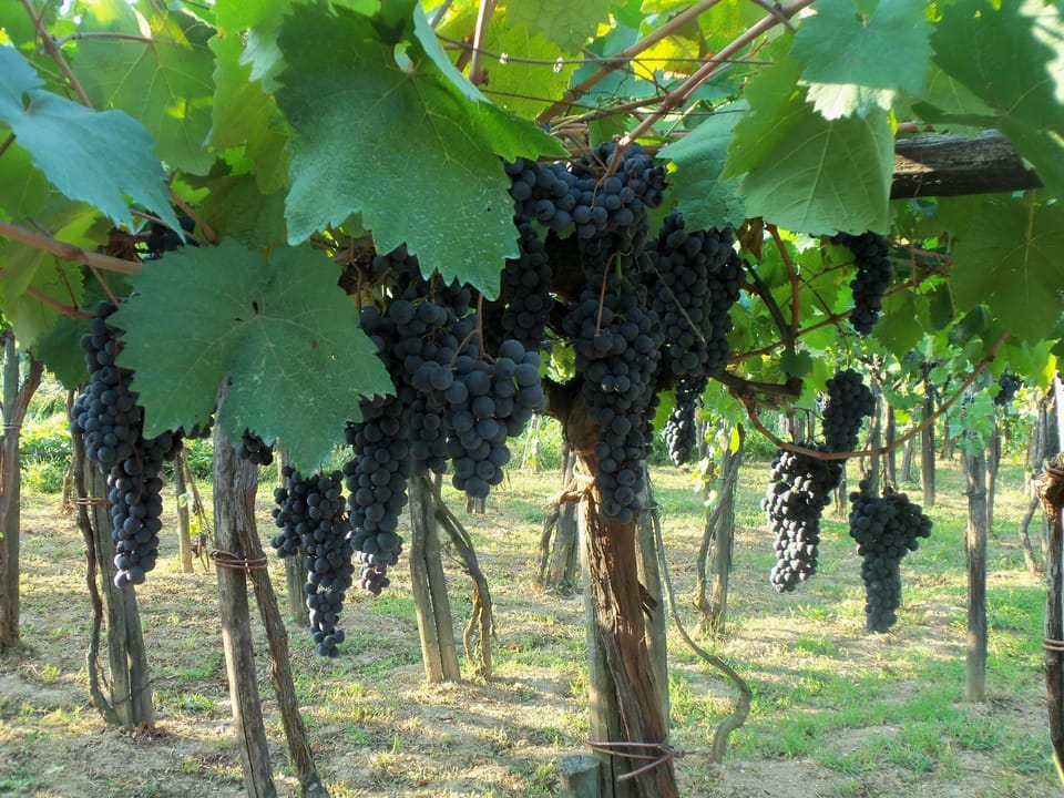 Vineyard