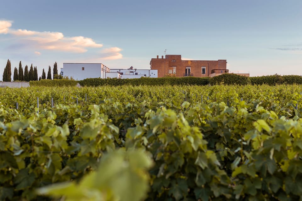 Vineyard