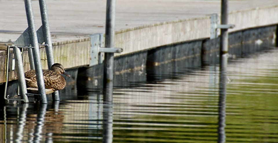 Dock