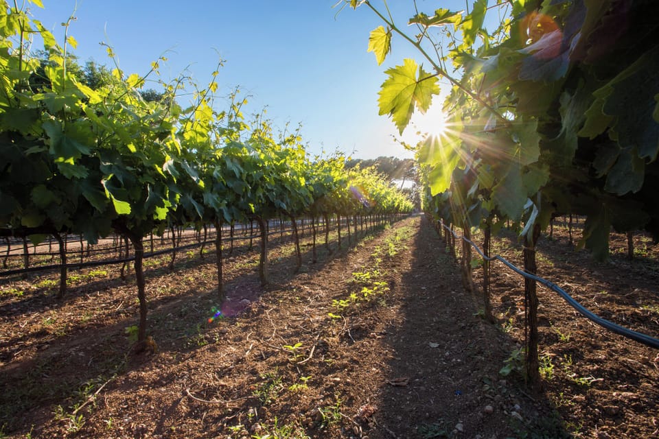 Premium bedding, memory foam beds, minibar, free WiFi