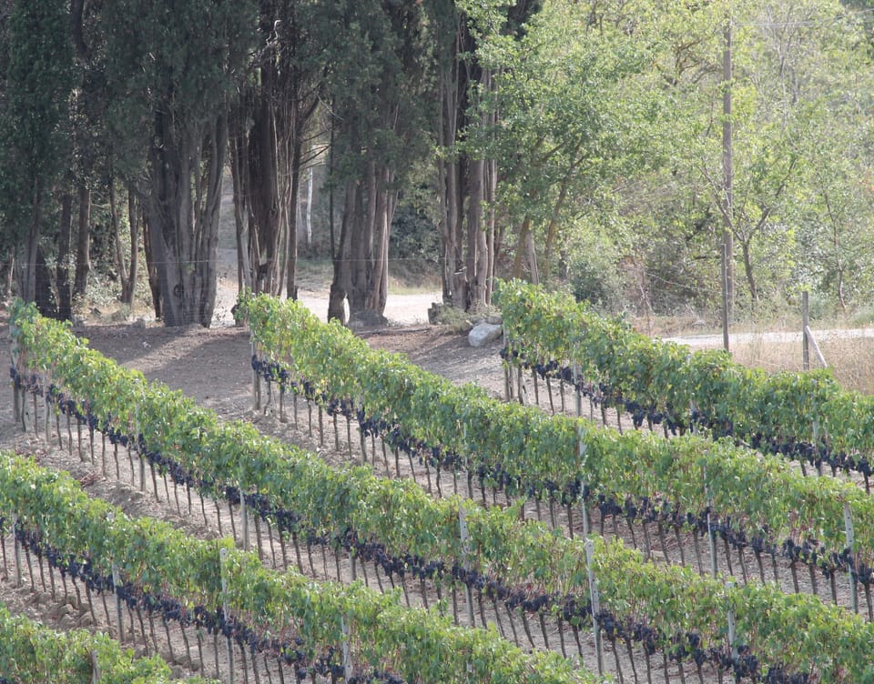 Vineyard