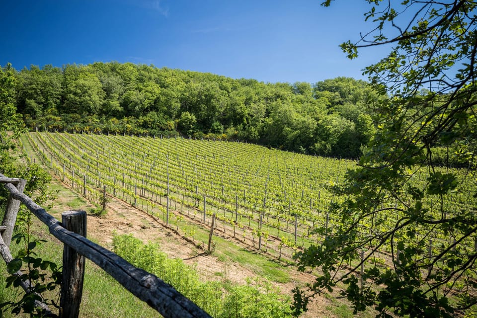 Vineyard