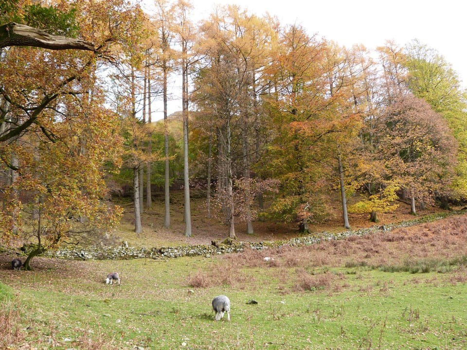 Cottage | Property grounds