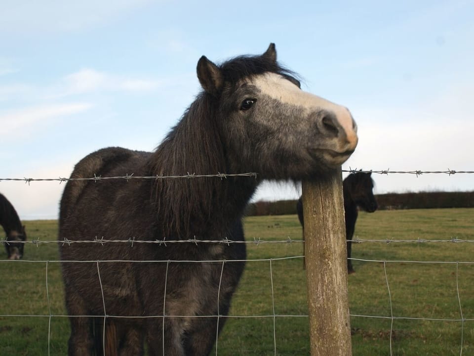 Cottage | Miscellaneous