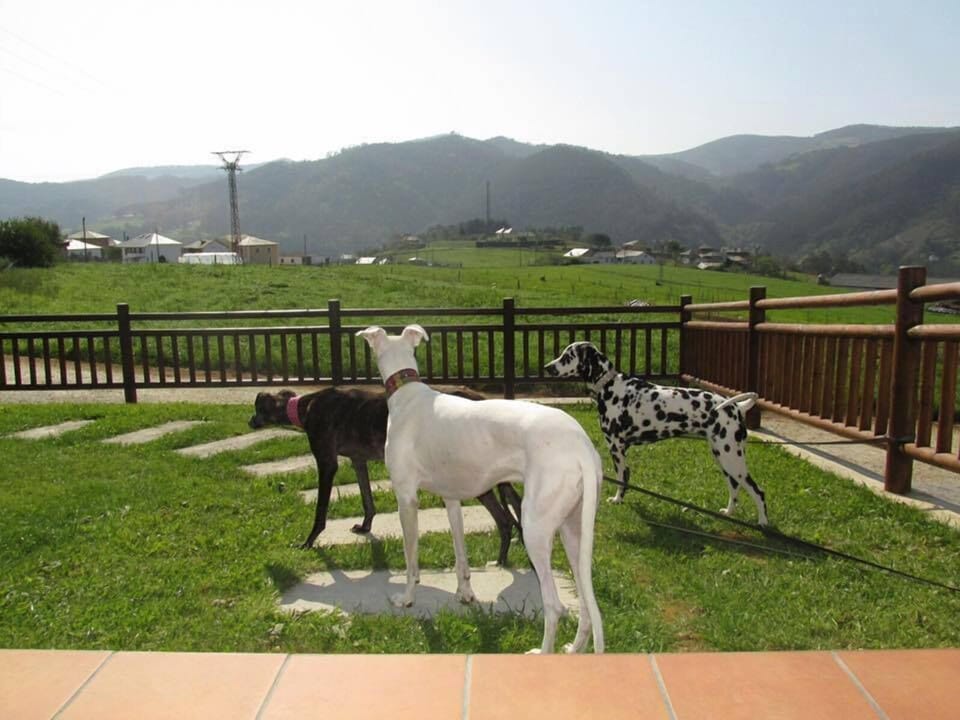 Pet-friendly