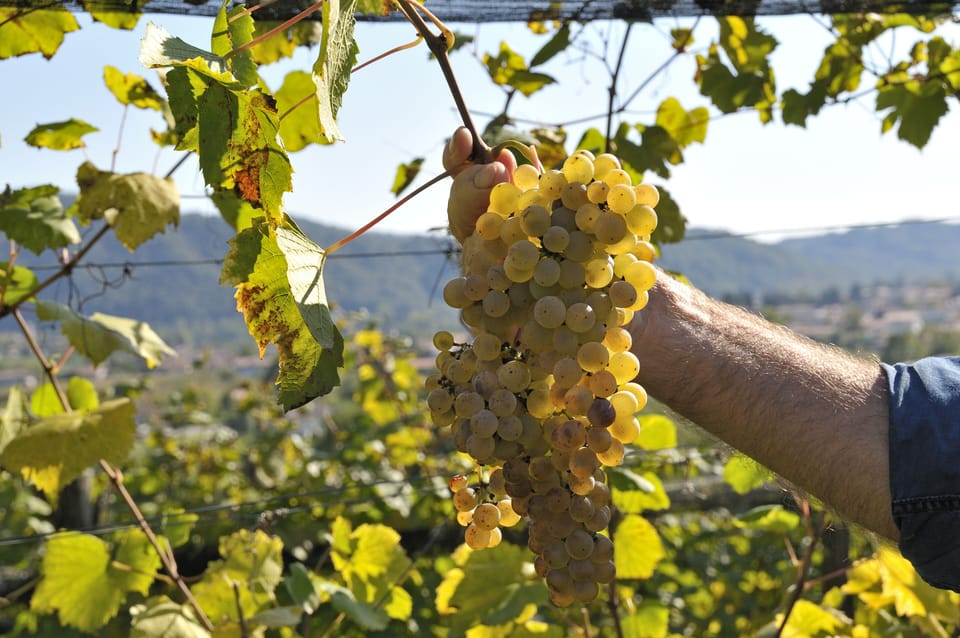 Vineyard
