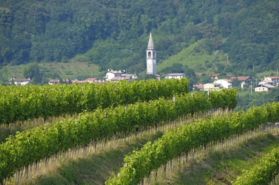 Vineyard