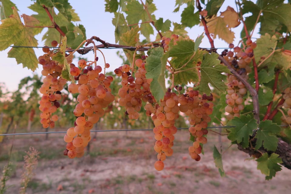 Vineyard